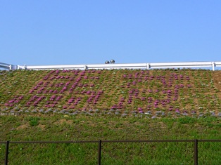 20120502sibazakura01.jpg