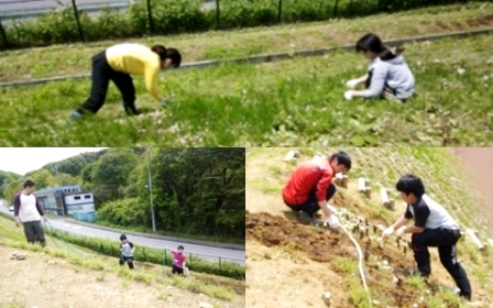 20120516芝桜整備01.jpg