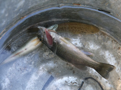 20130913_black bass04.jpg