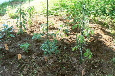 2011070605.jpg