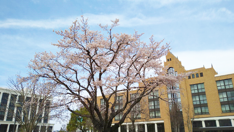 満開の桜