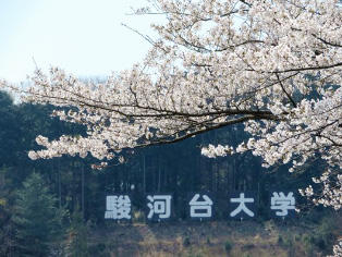 キャンパス内で開花したソメイヨシノ(2)