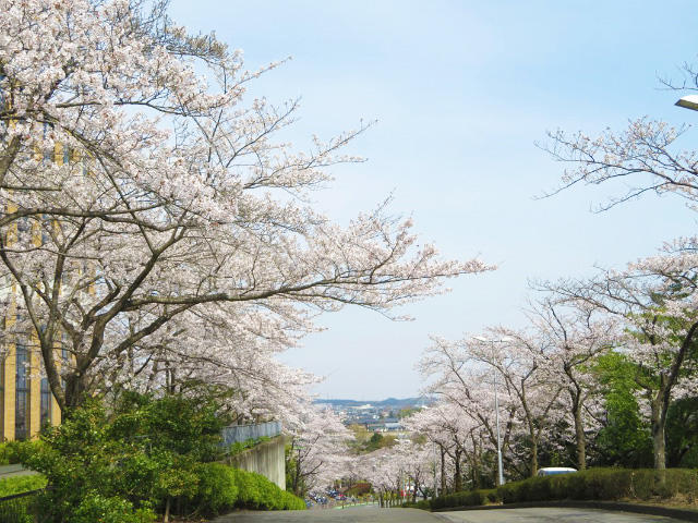 キャンパス内で開花したソメイヨシノ(3)