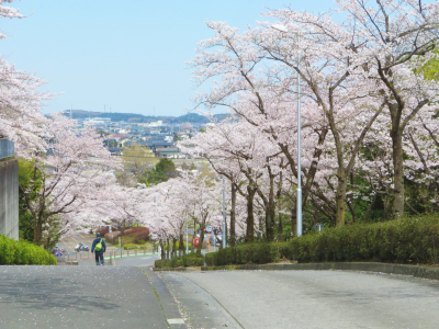入学式当日は満開の桜が新入生を迎えました（2022.4.2撮影）。