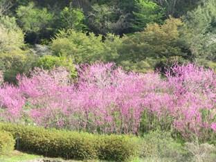 ビオトープの傍に咲くハナズオウと加治丘陵の新緑との共演（2022.4.12撮影）